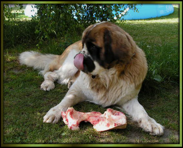 Bernhardiner Kr�mel