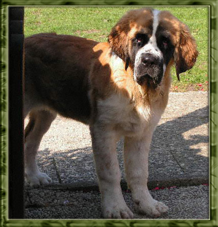 Bernhardiner Kr�mel mit 21 Wochen