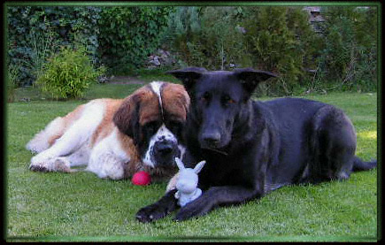 Bernhardiner Kr�mel & Sch�ferhund Simba