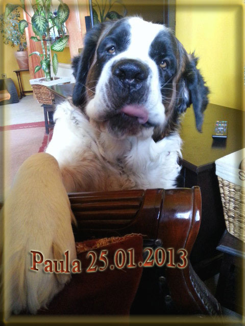Bernhardiner Paula 11.03.2012