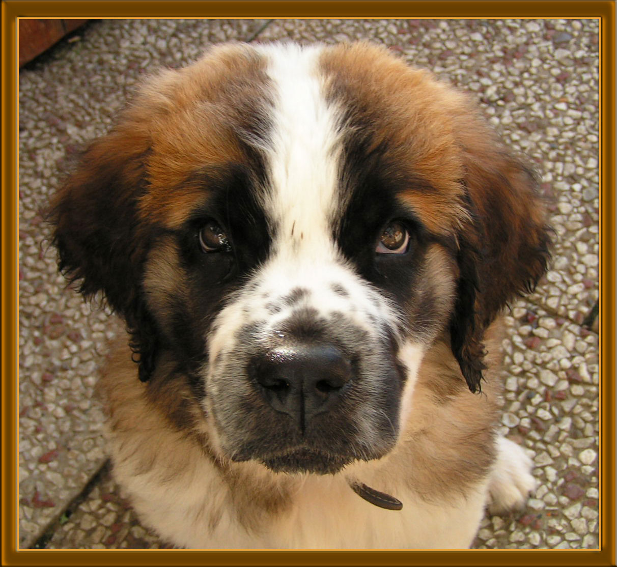 Bernhardiner Kr�mel mit 9 Wochen